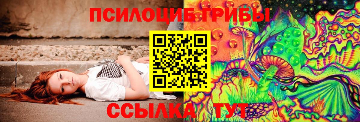 Псилоцибиновые грибы Psilocybe Дербент